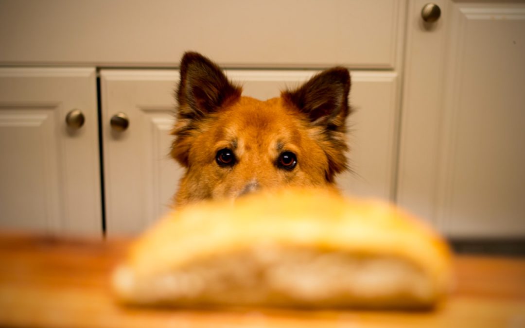 Common Holiday Foods NOT to feed Pets
